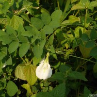 Clitoria ternatea L.